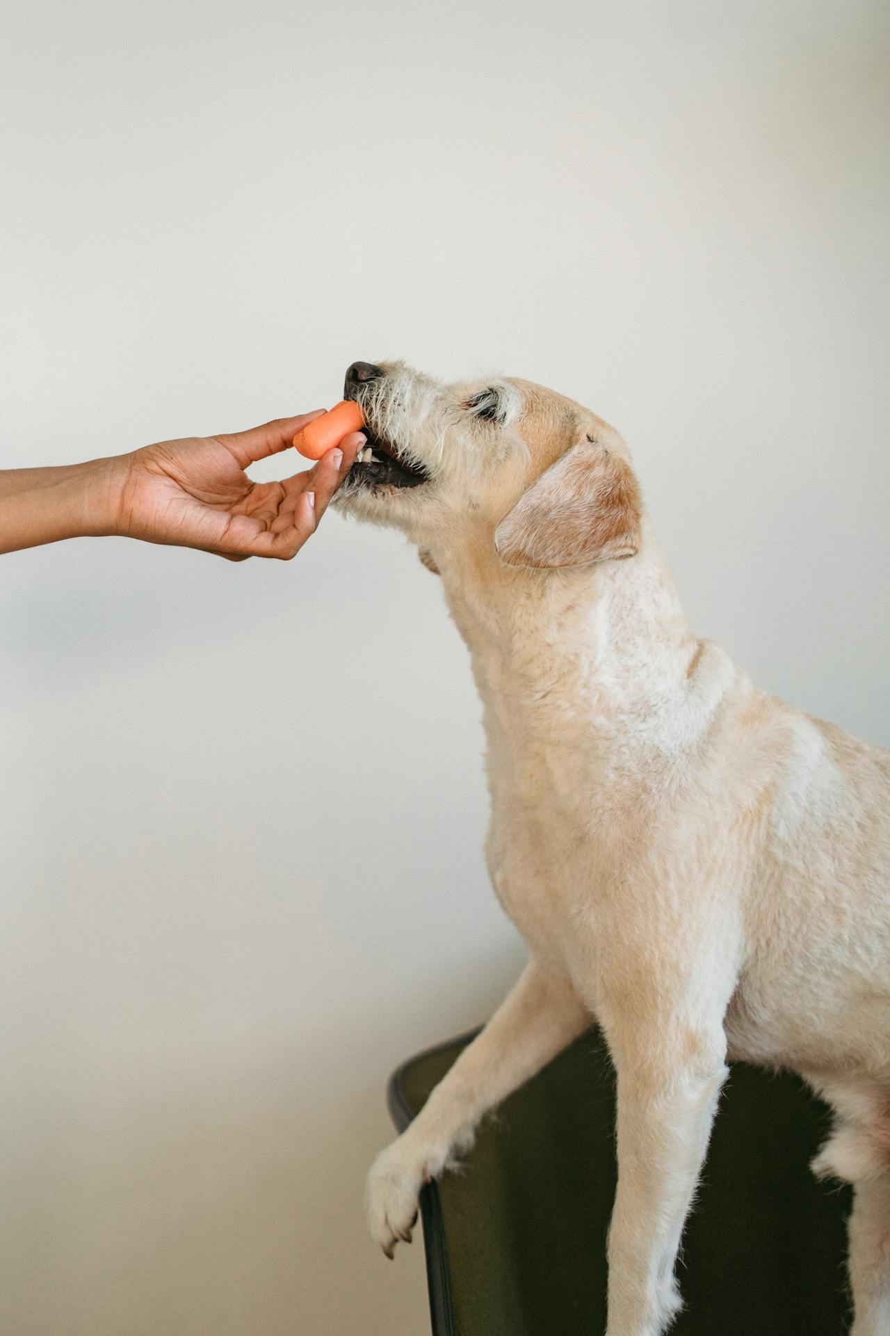 Dog Eating Food Article