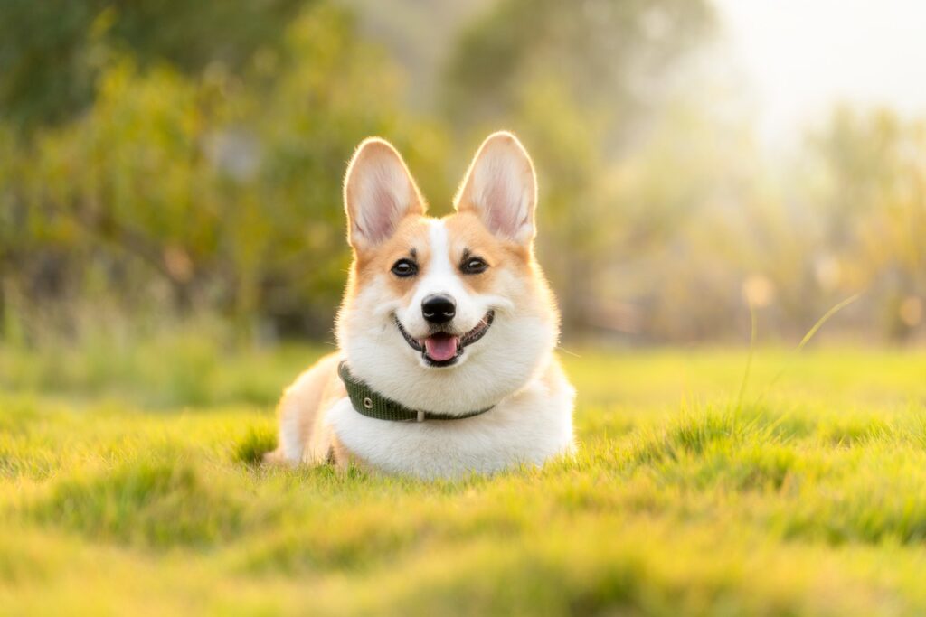 dog, corgi, cute-4988985.jpg